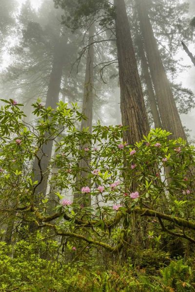 California, Redwoods NP Fog and rhododendrons